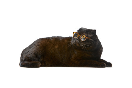 Adorable black cat, purebred Scottish fold wearing glasses and calmly lying on floor isolated over white studio backgroundの写真素材