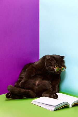 Adorable, smart, purebred cat, black Scottish fold calmly sitting and reading book in glasses isolated over multicolored backgroundの写真素材
