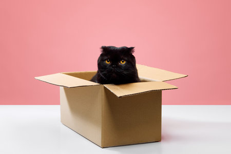 Adorable purebred black cat, Scottish fold sitting in carton box and looking with big yellow eyes...