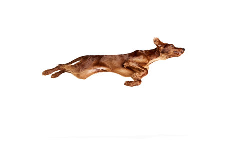 Purebred, active, brown dog, Irish red setter in motion, jumping, training isolated on white...