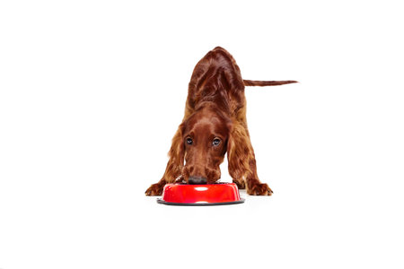 Purebred dog, brown Irish red setter calmly eating, drinking water from bowl isolated on white backgroundの写真素材