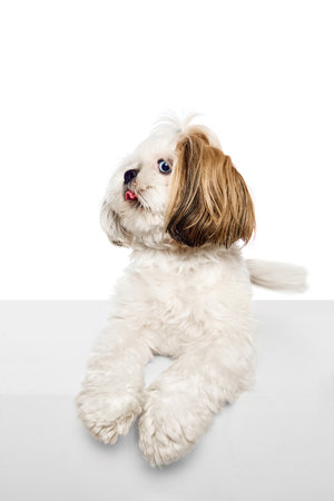 Calm, attractive, funny purebred dog, Shih Tzu calmly lying with tongue stickling out isolated on white studio backgroundの写真素材