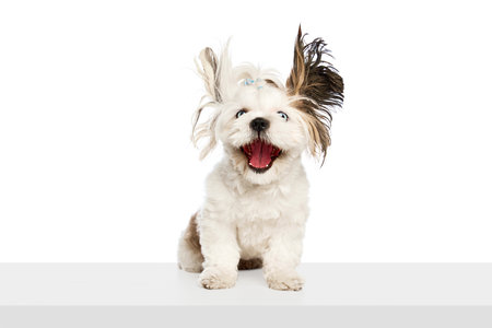 Flying ears. Adorable, funny purebred dog, Shih Tzu sitting and cheerfully smiling isolated on white...