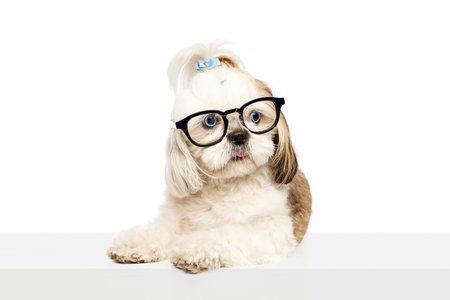 Adorable purebred smart dog, purebred dog, Shih Tzu sitting in glasses isolated on white studio backgroundの写真素材