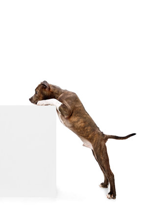 Smart, cute little dog, purebred american staffordshire terrier standign on hind legs isolated over white studio backgroundの写真素材