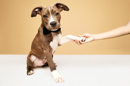 Portrait of adorable puppy, cute dog american staffordshire terrier in bow tie giving paw against beige backgroundの写真素材