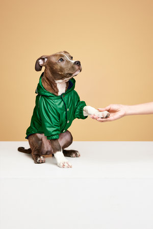 Adorable puppy, cute dog, american staffordshire terrier wearing dogs clothes, giving paw against...