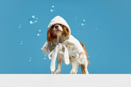 After shower routine. Cute little dog, purebred Cavalier King Charles Spaniel sitting in towel against blue studio backgroundの写真素材