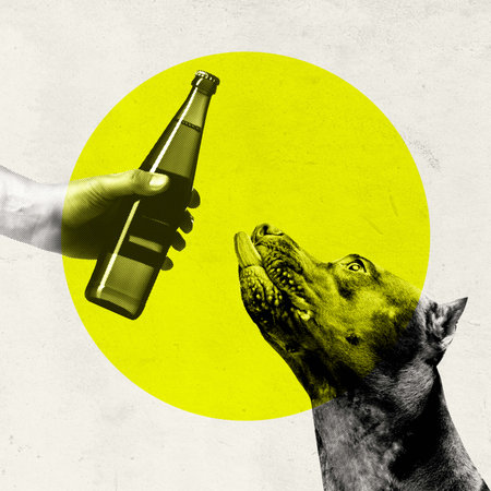 Purebred dog looking at beer bottle against yellow circle background. Contemporary art collage.の写真素材