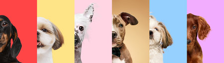 Collage made of different adorable purebred dogs looking against multicolored background. Half-muzzlesの写真素材