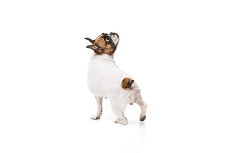 Back view image of adorable purebred dog, French bulldog standing and looking upwards isolated on white studio backgroundの写真素材