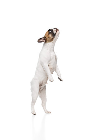 Funny image of purebred dog, French bulldog standing on hind legs with wide open eyes isolated on white studio backgroundの写真素材