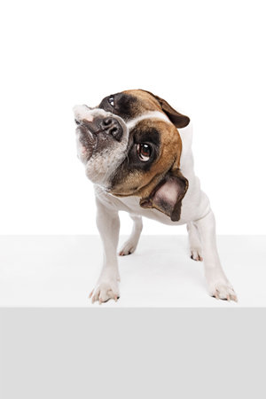 Funny, adorable purebred dog, French bulldog playing, posing isolated on white studio backgroundの写真素材
