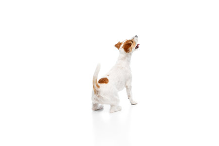 Back view purebred dog, Jack Russell Terrier sitting and looking upwards with curiosity and readiness to play isolated on white studio backgroundの写真素材