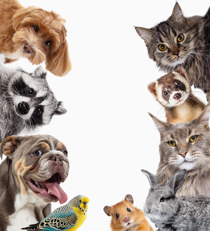 Collage. Adorable pets looking in camera purebred dogs, hamster, cat, rabbit and raccoon isolated on white backgroundの写真素材