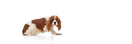 Adorable, cute purebred dog, Cavalier King Charles Spaniel posing on floor with calm expression isolated on white backgroundの写真素材