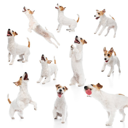 Collage made of purebred, adorable dog, playful Jack Russell Terrier in various dynamic poses isolated on white background.の写真素材