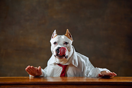 White purebred dog with in formal wear, shirt and tie, sitting at desk, licking lips, and gesturing with hands. Calm downの写真素材