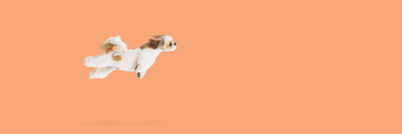 Funny image of adorable, playful, purebred Shih Tzu dog in motion, jumping like flying against light peach background.の写真素材