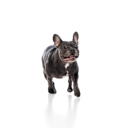 Funny image of cheerful, happy, purebred dog, French Bulldog in motion, running isolated on white studio backgroundの写真素材