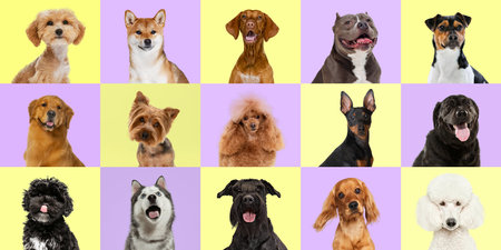 Collage of various dog breeds in different size and color against multicolored background. Promotion of pet food brands, services and groomingの写真素材