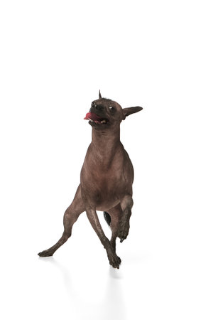 Hairless Xoloitzcuintli dog with dark skin and a long tongue sticking out running against white backgroundの写真素材