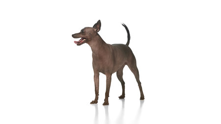Purebred hairless Xoloitzcuintli Mexican dog cheerfully standing and looking sideway against white backgroundの写真素材
