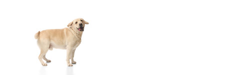 Adorable, happy, light-colored Labrador, Retriever dog standing with tongue sticking out isolated on...