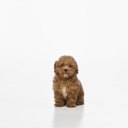 Small, reddish-brown curly-haired puppy calmly sitting and gazing directly at camera isolated on white studio backgroundの写真素材