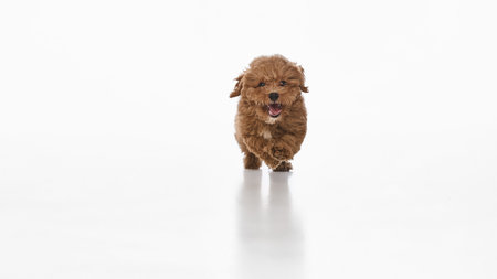 Front view of happy, funny dog, small, purebred Maltipoo puppy with curly brown fur, running...