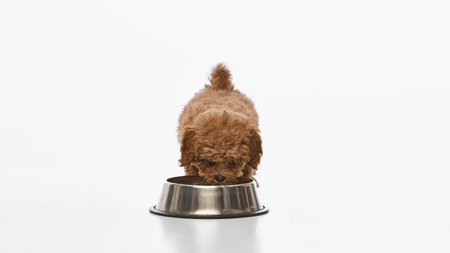 Adorable dog, Maltipoo puppy with brown curly fur calmly standing and drinking, eating from bowl...