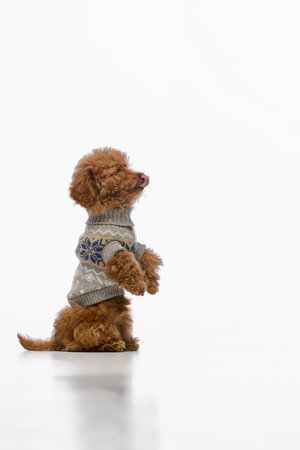 Smart dog, small Maltipoo puppy with brown curly fur in grey sweater standing on hind legs, following commands isolated on white studio backgroundの写真素材