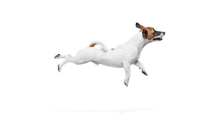 Side view dynamic image of active dog, Jack Russel terrier in motion, jumping high, flying against white studio backgroundの写真素材