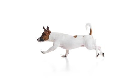 Dynamic image of playful and active dog, Jack Russel Terrier in motion, joyfully running against white studio background.の写真素材