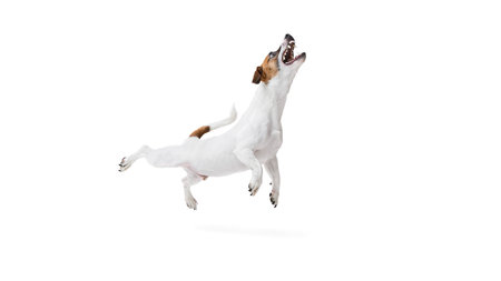 Dynamic image of active and playful dog, Jack Russel Terrier in motion, joyfully running and jumping against white studio background.の写真素材