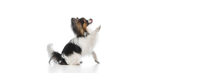 Side view of smart, fluffy, purebred Papillon dog calmly sitting with paw raising and tongue sticking out isolated on white backgroundの写真素材
