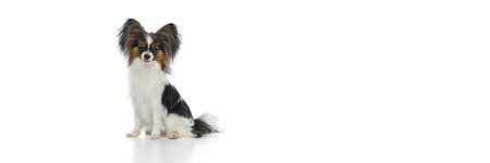 Adorable, purebred Papillon dog with striking butterfly-like ears and a tri-color coat sitting facing forward against white background.の写真素材