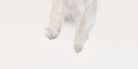Cropped image of fluffy white paws of dog isolated on white backgroundの写真素材