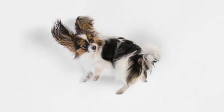 Top view of playful, purebred Papillon dog with funny ears and multicolored fur lying on back and smiling isolated on white backgroundの写真素材