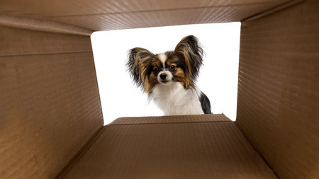 Funny and curious Papillon dog looking inside carton box isolated on white backgroundの写真素材