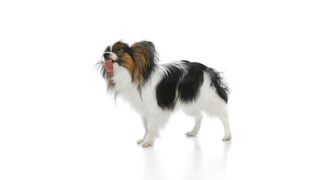 Funny purebred Papillon dog standing and licking with tongue sticking out isolated on white backgroundの写真素材