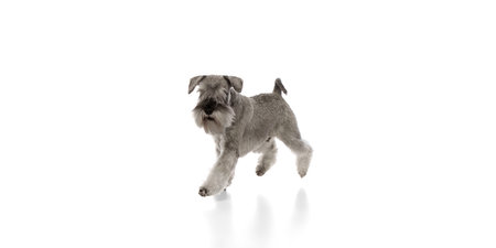 Adorable, well-groomed dog, purebred Miniature Schnauzer running against white studio background.の写真素材