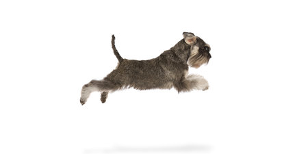 Funny image of purebred dog, Miniature Schnauzer in motion, flying isolated on white background. Playful, active pet.の写真素材
