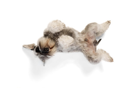 Calm, friendly and playful purebred dog, Miniature Schnauzer lying on its back with paws raising isolated on white background.の写真素材
