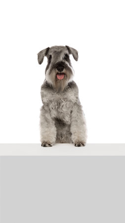 Well-groomed, positive, purebred dog, grey Miniature Schnauzer calmly sitting with tongue sticking out isolated on white background.の写真素材