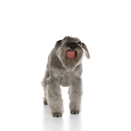 Funny image of purebred dog, Miniature Schnauzer standing and licking screen isolated on white background.の写真素材