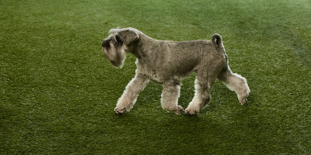 Adorable, purebred dog, Miniature Schnauzer walking on grassy surface. Exploration, play.の写真素材