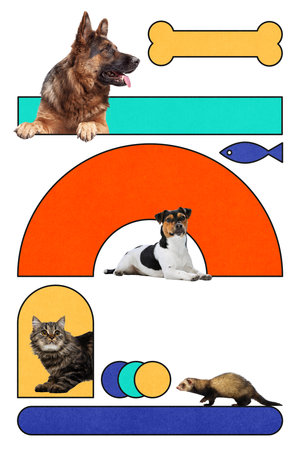 Creative collage of German shepherd, jack Russell dog, tabby cat, and ferret with toys and food symbols in bold vibrant layoutの写真素材