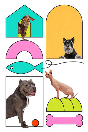 Different dog breeds and Sphynx cat in vibrant graphic layout with dog house outline, arches, fish and icon.の写真素材