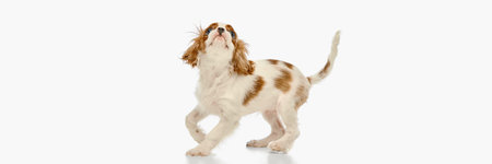 Small little King Charles Spaniel walking forward with raised paw and focused look against white studio background.の写真素材